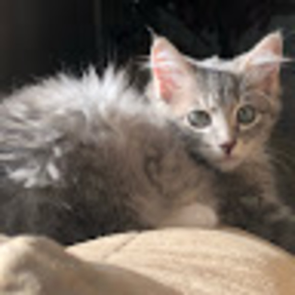 Meet your Posher, Heather - Picture 1 of 1